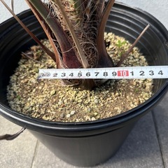 ココスヤシの画像