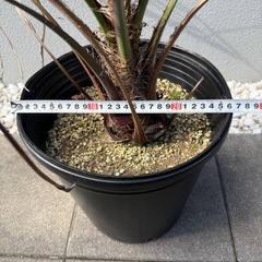 ココスヤシの画像