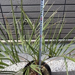 ココスヤシの画像