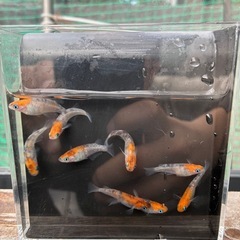 三色メダカの画像