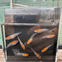 三色メダカの画像