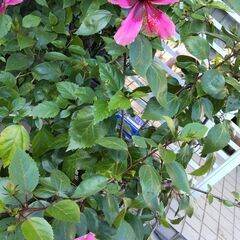 原種ハイビスカス　赤花の画像