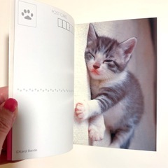 猫の写真集 ねこねんね ポストカード付き 仔猫の画像