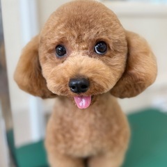 わんちゃんのモデル犬募集します！