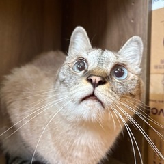 シャムMIXのおとなしい男の子🐾