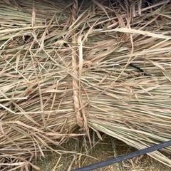 はぜかけ稲わら 一束200円／約15束あり！園芸・馬・犬・クラフトに◎ の画像