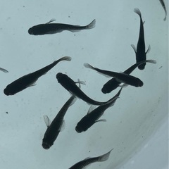 オランジェ　選外　10匹➕2匹
の画像