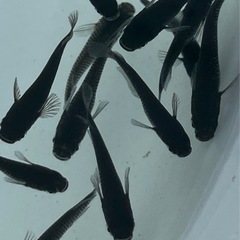オランジェ　選外　10匹➕2匹
の画像