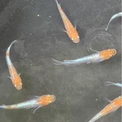 朱光菊　若魚サイズ　10匹の画像
