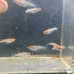 朱光菊　若魚サイズ　10匹の画像