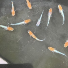 朱光菊　若魚サイズ　10匹の画像
