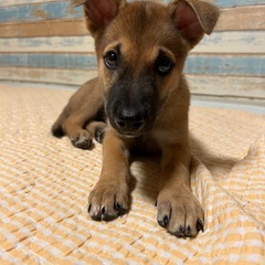 バンビみたいに手足の長い子犬の女の子です！里親募集中！