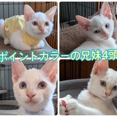 保護猫多数参加😺保護猫譲渡会