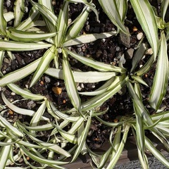 オリヅルランの画像