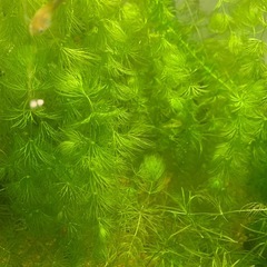 マツモの画像