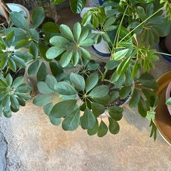 観葉植物お譲り致しますの画像