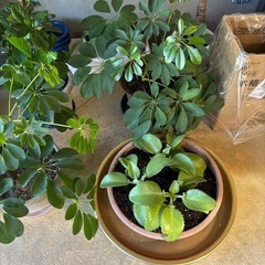 観葉植物お譲り致しますの画像