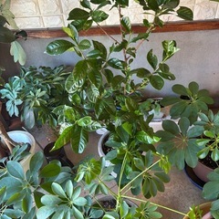 観葉植物お譲り致しますの画像