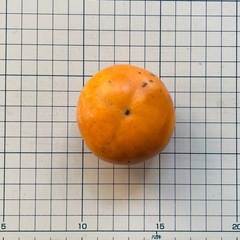 家の柿🍊小ぶり（約6cm前後）10個200円／味の保証なしの画像