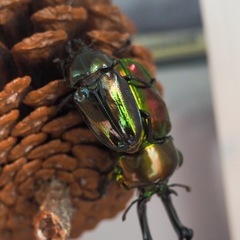 【幼虫】大型血統×特殊系　ピカール　ニジイロクワガタ　7頭　の画像