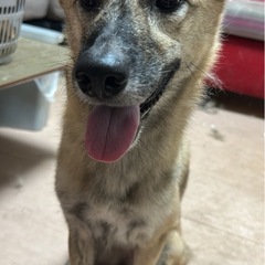 （急募）マロちゃん　雑種　中型犬　　