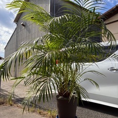 アレカヤシ　観葉
植物の画像