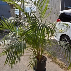 アレカヤシ　観葉
植物の画像