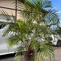アレカヤシ　観葉
植物の画像