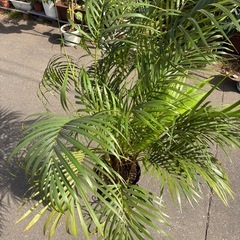 アレカヤシ　観葉
植物の画像