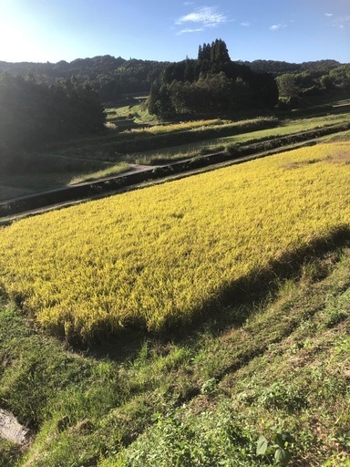 R7年度新米　ヒノヒカリ玄米30kg