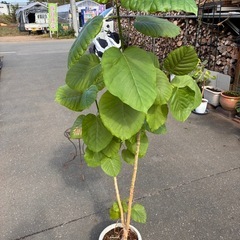 フィカスリラータ　カシワゴムノキ　
観葉植物の画像