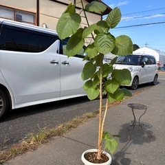 フィカスリラータ　カシワゴムノキ　
観葉植物の画像