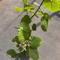 フィカスリラータ　カシワゴムノキ　
観葉植物の画像