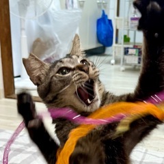 人間大好き！お腹ハゲのちょもくん！