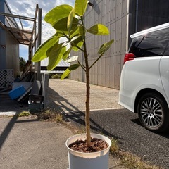 ゴムノキ　ゴムの木　フィカスアルテシマ　観葉植物の画像
