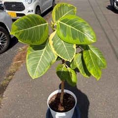 ゴムノキ　ゴムの木　フィカスアルテシマ　観葉植物の画像