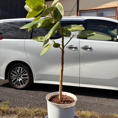 ゴムノキ　ゴムの木　フィカスアルテシマ　観葉植物の画像