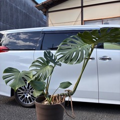 モンステラ　観葉植物の画像