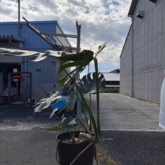 モンステラ　観葉植物の画像