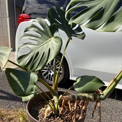 モンステラ　観葉植物の画像