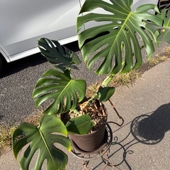 モンステラ　観葉植物の画像