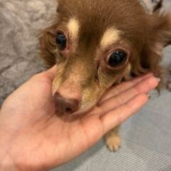チワワ６歳♀