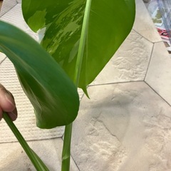 斑入りモンステラ 11の画像