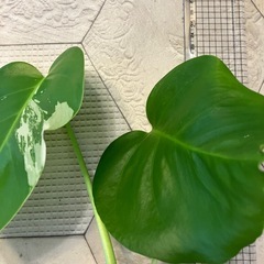 斑入りモンステラ 11の画像