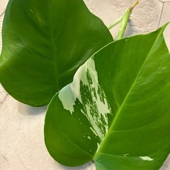 斑入りモンステラ 11の画像