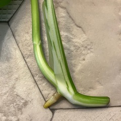 斑入りモンステラ 11の画像