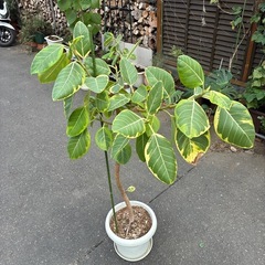 ゴムノキ　フィカスアルテシマ　観葉植物の画像