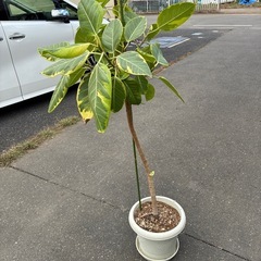 ゴムノキ　フィカスアルテシマ　観葉植物の画像