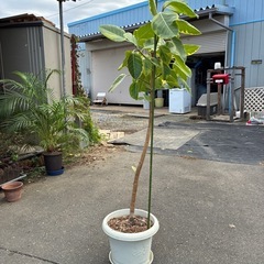 ゴムノキ　フィカスアルテシマ　観葉植物の画像