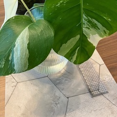 斑入りモンステラ 2の画像
